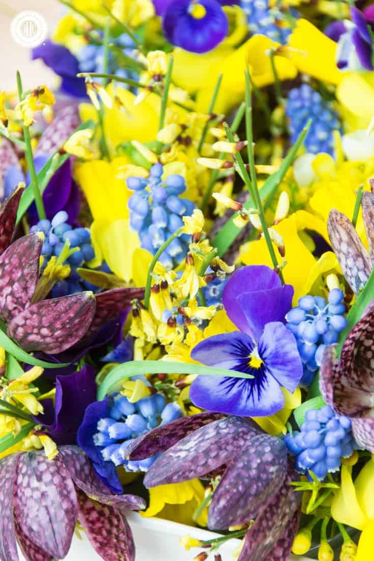 Cute mini daffodils, beautiful fritillary, pansies and muscari are the floral inspiration behind our Mill Brook Meadow pattern. | countryhillcottage.com Cute mini daffodils, beautiful fritillary, pansies and muscari are the floral inspiration behind our Mill Brook Meadow pattern. | countryhillcottage.com