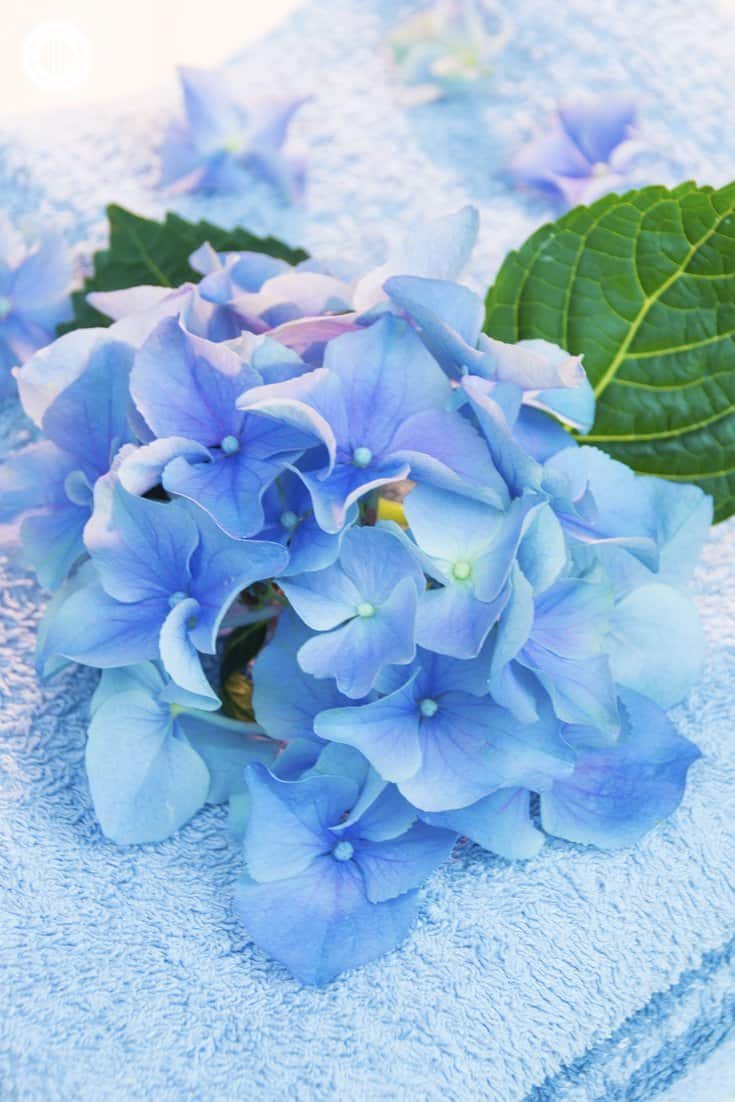 Get rid of all the grit and grime from the day with this DIY oil cleanser. It’s a great and gentle way to remove makeup and clear clogged pores. If you have oily, acne-prone skin, it may seem counterintuitive to use oil for cleaning. But the opposite is true. Jojoba oil using signals the skin to produce less sebum and grapeseed oil is anti-inflammatory and rich in vitamin E. #essentialoils #oilcleanser #skincare #beautyrecipe #diybeauty #clearskin | countryhillcottage.com Get rid of all the grit and grime from the day with this DIY oil cleanser. It’s a great and gentle way to remove makeup and clear clogged pores. If you have oily, acne-prone skin, it may seem counterintuitive to use oil for cleaning. But the opposite is true. Jojoba oil using signals the skin to produce less sebum and grapeseed oil is anti-inflammatory and rich in vitamin E. #essentialoils #oilcleanser #skincare #beautyrecipe #diybeauty #clearskin | countryhillcottage.com