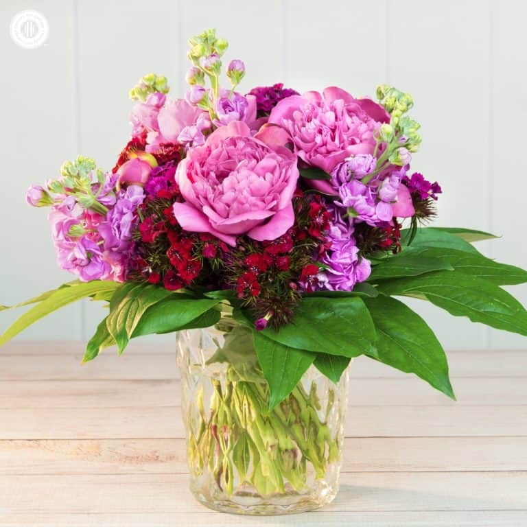 Bring the garden into your home with a fragrant peony bouquet! We combined lush pink peonies, stocks, and Sweet William. Gorgeous Sarah Bernhardt peonies smell heavenly, and their delicate ruffles create a dreamy, feminine look. Light lavender stock flowers and ruby Sweet Williams act as accent flowers. A layer of sleek aralia leaves at base completes this bouquet. #bouquet #peonies #flowerarranging #sweetwilliam #diyflowers | countryhillcottage.com