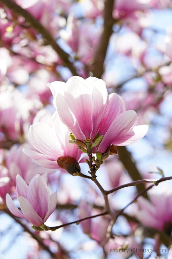 The roads of London are lined with many trees that burst of pretty blooms every year come spring. As magnolia season gets underway in March, you can find a showy display of velvety blossoms in the many pretty gardens and yards. Notting Hill and West Kensington are good places to find blooming magnolia trees. Some of these magnolia trees inspired our Magnolia Road print. Learn more about this pattern at our blog. #London #magnolia #magnoliatree #spring #architecture | countryhillcottage.com The roads of London are lined with many trees that burst of pretty blooms every year come spring. As magnolia season gets underway in March, you can find a showy display of velvety blossoms in the many pretty gardens and yards. Notting Hill and West Kensington are good places to find blooming magnolia trees. Some of these magnolia trees inspired our Magnolia Road print. Learn more about this pattern at our blog. #London #magnolia #magnoliatree #spring #architecture | countryhillcottage.com