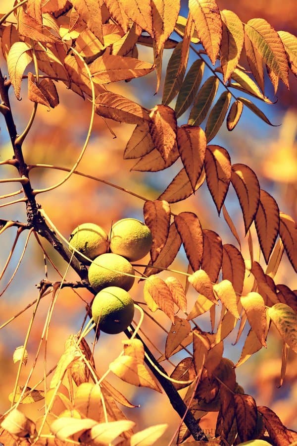 Our Prestwood pattern is a pretty autumn print with pumpkins, flowers and fall leaves that was inspired by a sunny September visit to a pumpkin patch. The leaves of the English walnut inspired the pink vine leaves in the pattern. #garden #autumn #fall | countryhillcottage.com