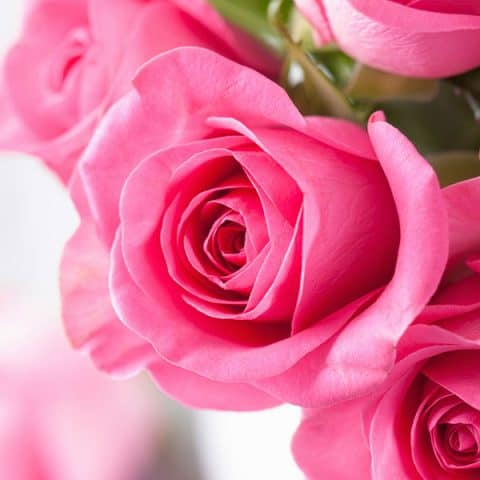 Free Printable Rose Coloring Pages {10 Realistic Designs for Adults}