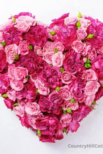 heart of roses