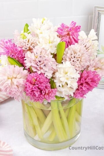 hyacinth arrangement